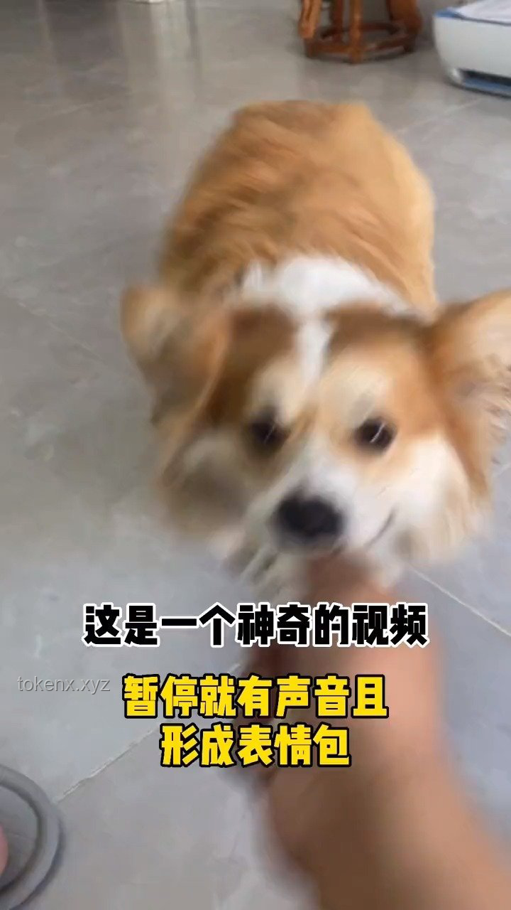 如何解决“暂停800次才能看清的狗”视频模糊问题